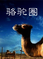 骆驼圈封面图