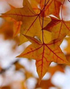 看秋天（第二季）封面图