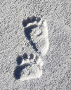 荒野之上（2024）封面图