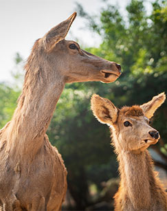 远亲近邻封面图