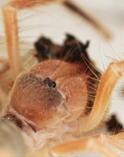 杰克卡特的生命封面图