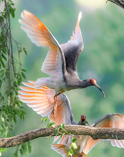 自然守望者第五季封面图