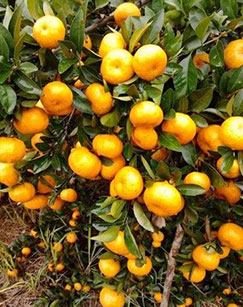 遇见橘子红了封面图