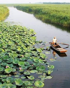 风荷正举忆烽烟封面图