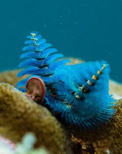 纪录片水下中国封面图