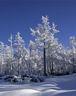 纪录片兴安岭上封面图