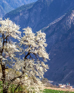 山路弯弯封面图