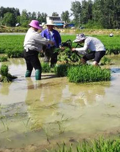 小岗纪事封面图