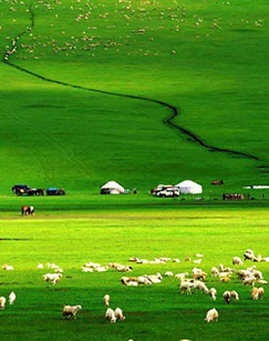 生生不息的赞歌封面图