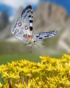 精灵之舞封面图