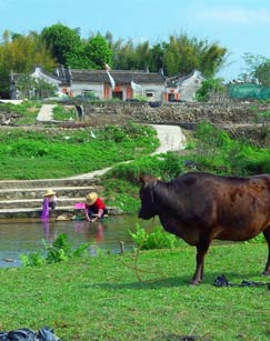 村里达人2封面图