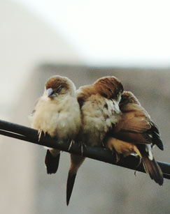 我们的动物邻居封面图