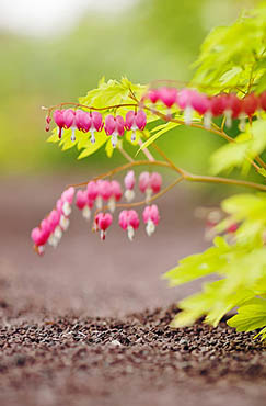 节气：四季的交响封面图