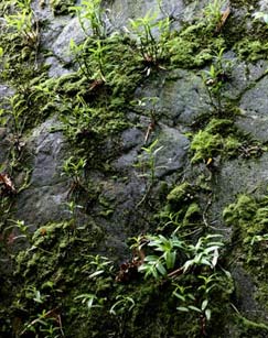 金钗猎人封面图