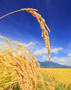 稻米之路封面图