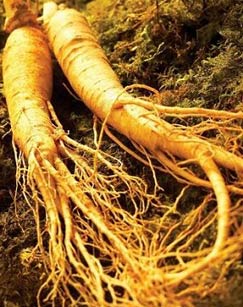 纪录频道人参封面图