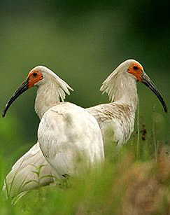 放飞朱鹮封面图