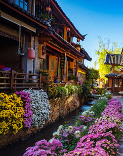 花开彩云南封面图