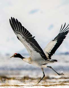 黑颈鹤成长日记封面图