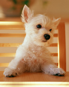 小宠当家封面图