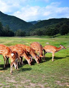 鹿苑风云封面图