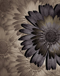 恶之花Ⅱ封面图