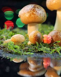 微观世界封面图