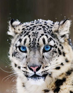 纪录片蜀山之王封面图