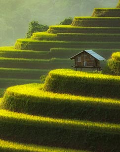 田野上的大学封面图