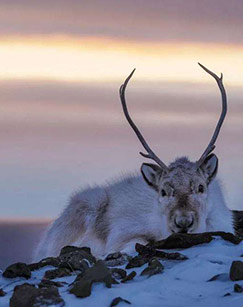 纪录频道极地生灵封面图