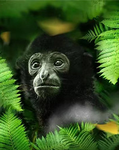 中国海南·雨林秘境封面图